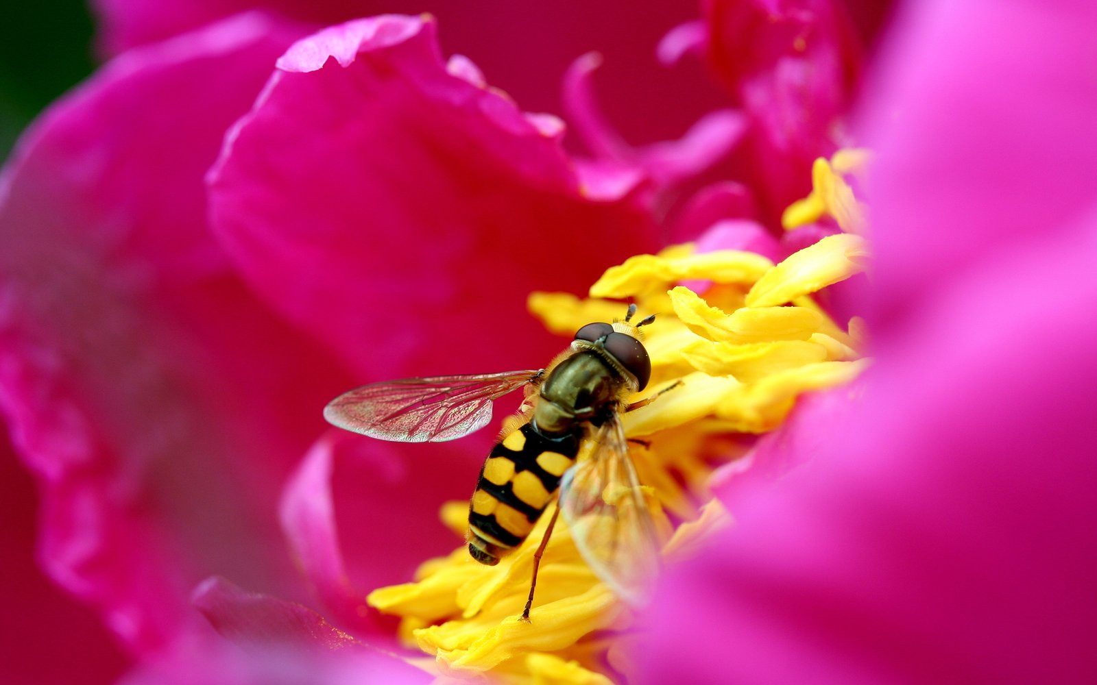 bee and flower