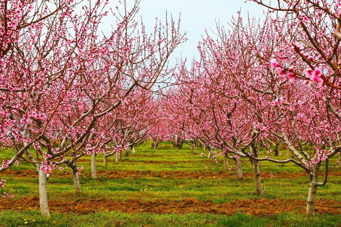 Pink Orchard