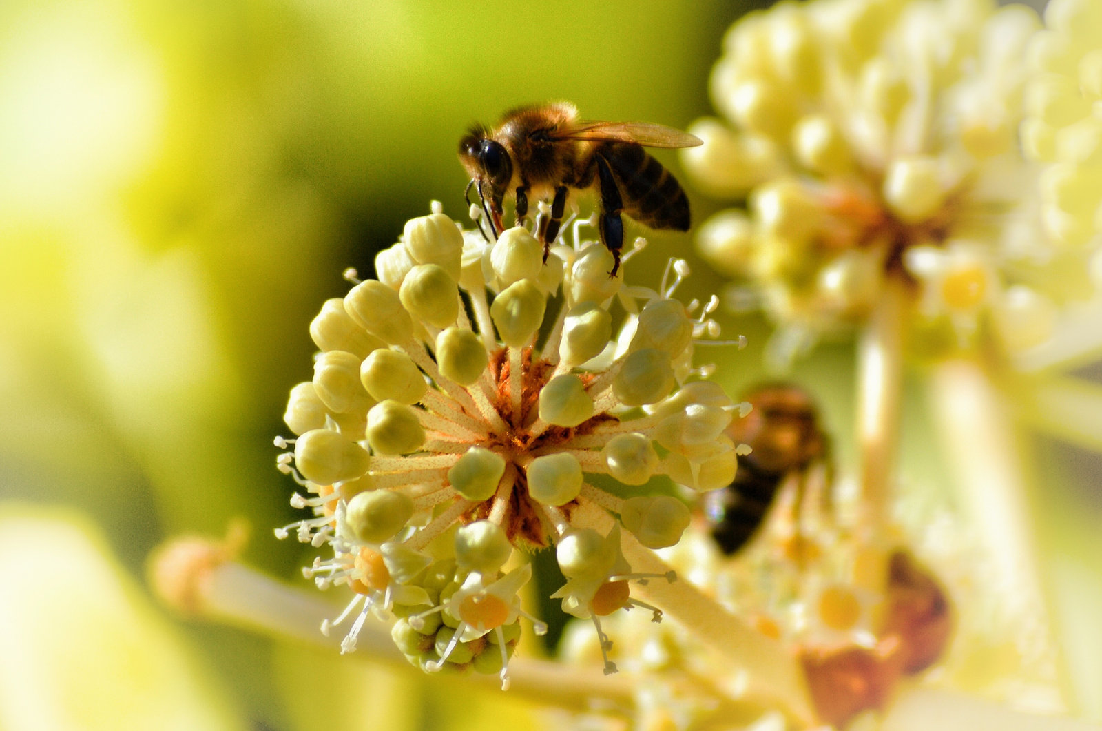 bee pollinating flower